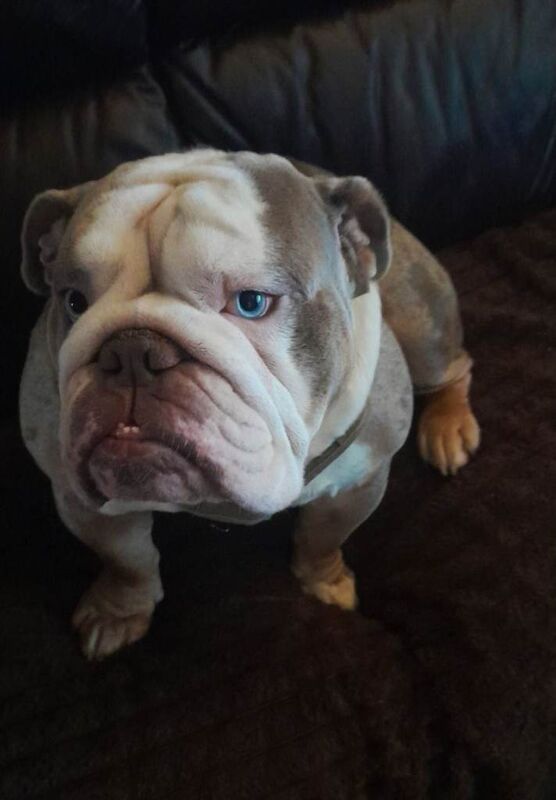 Bulldog Puppies For Sale