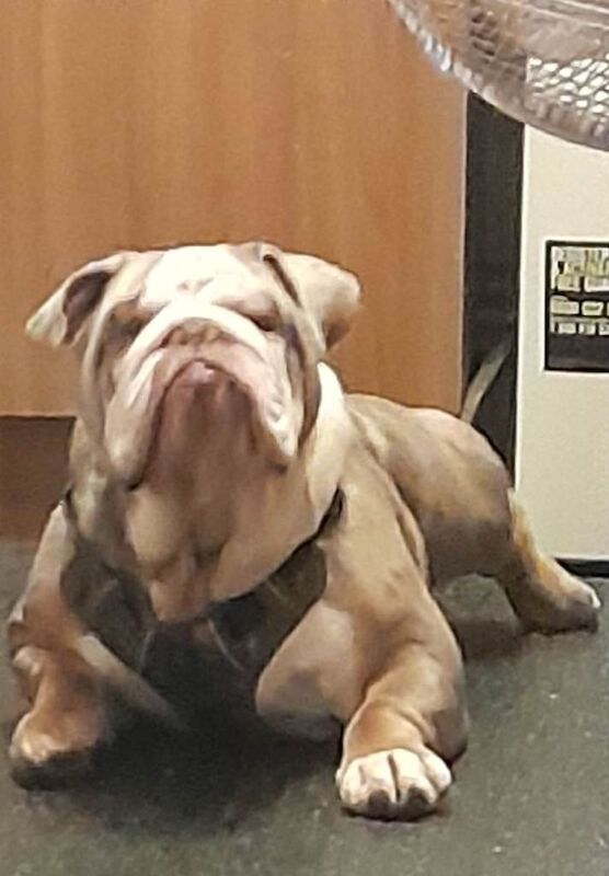 English Bulldog full pedigree with papers - Image 2 of 3