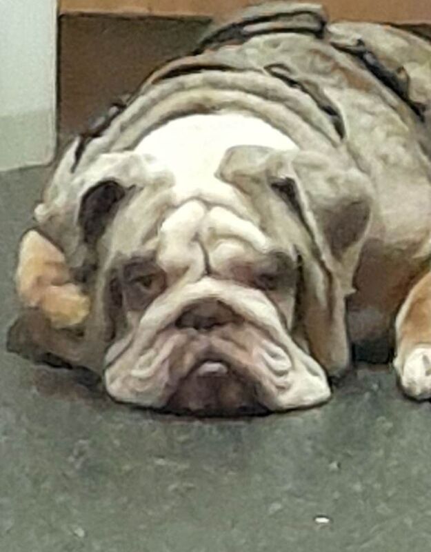 English Bulldog full pedigree with papers - Image 3 of 3