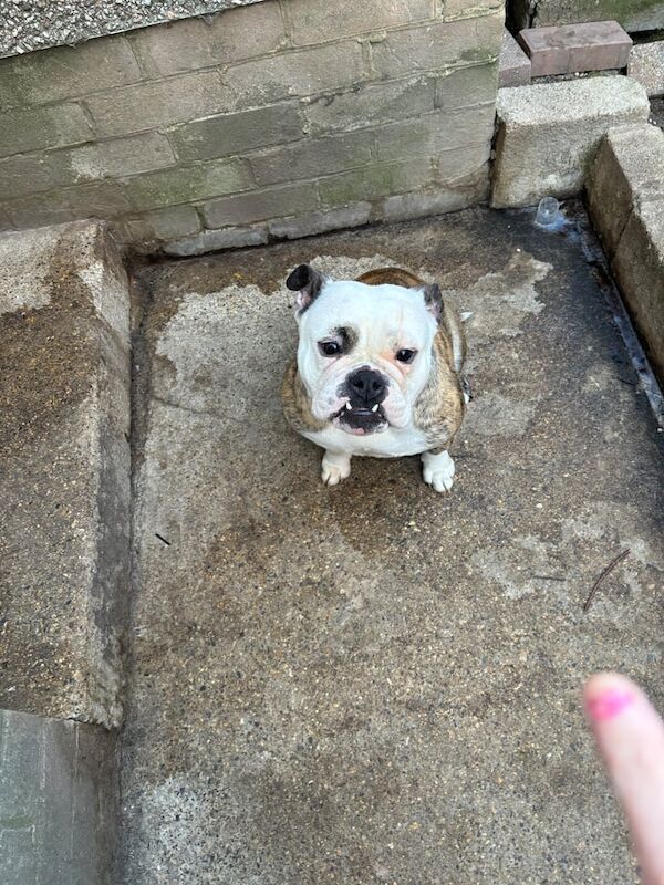 English bulldog girl for sale in Durham, Durham