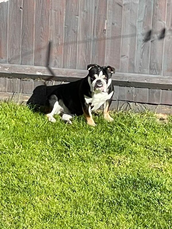 Bulldog Puppies For Sale