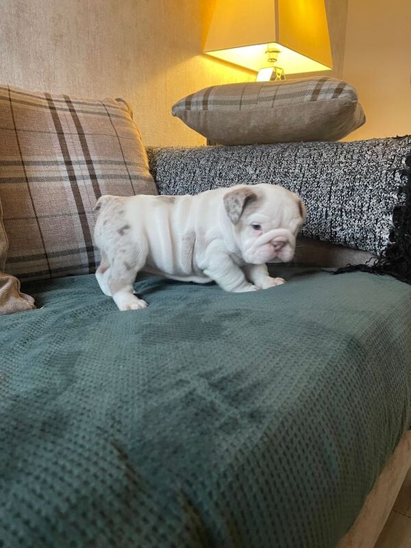 Bulldog Puppies For Sale