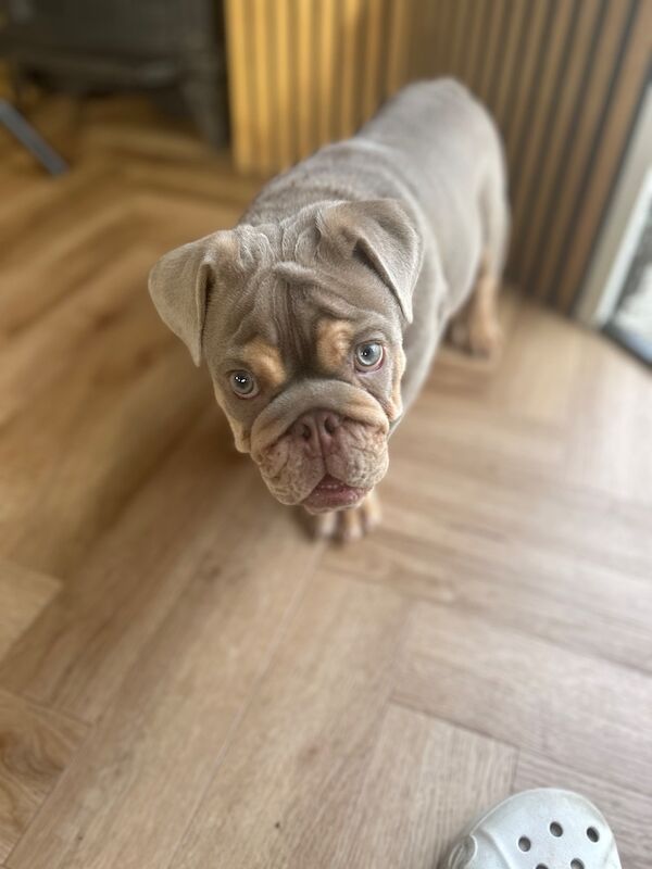 Kennel Club Registered English Bulldog Puppies For Sale