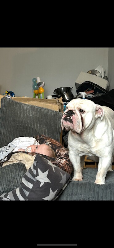 Kennel Club Registered English Bulldog Puppies For Sale