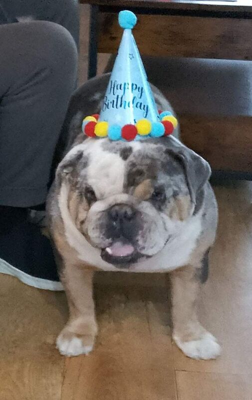 English Bulldog puppies for sale in Langley Park, Durham – 3 years old - Image 4 of 4