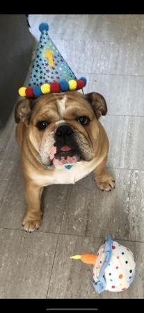 English bulldog Male Looking For New Home for sale in Newbold Verdon, Leicestershire - Image 2