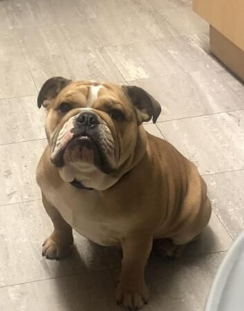 English bulldog Male Looking For New Home for sale in Newbold Verdon, Leicestershire - Image 4