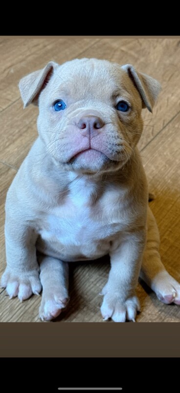 English Bulldog puppies for sale in Williton, Somerset – KC registered, 6 weeks old