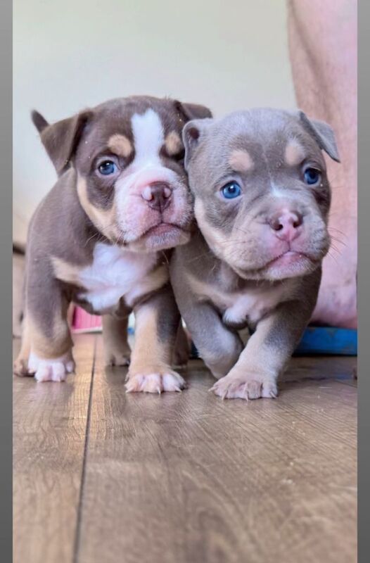 English Bulldog puppies for sale in Williton, Somerset – KC registered, 6 weeks old - Image 2 of 3