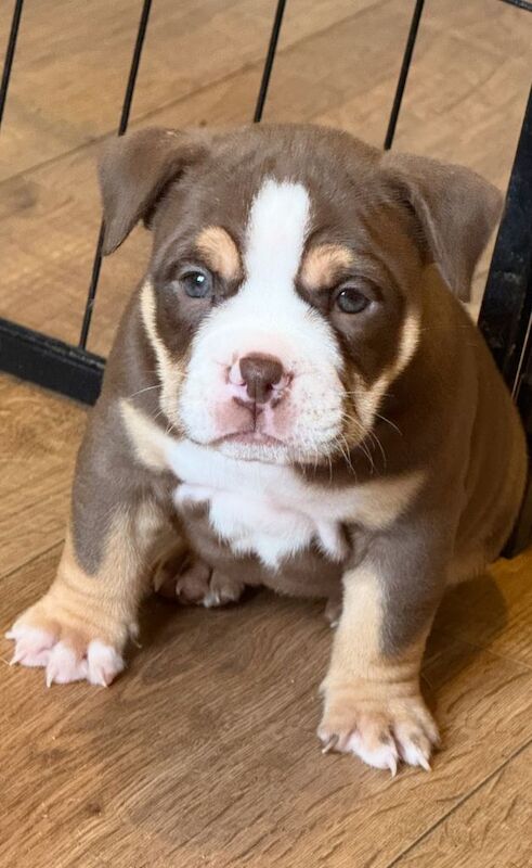 English Bulldog puppies for sale in Williton, Somerset – KC registered, 6 weeks old - Image 3 of 3
