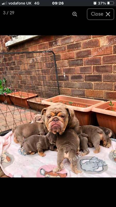 Bulldog Puppies For Sale
