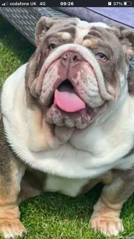 English bulldog puppied - Image 2 of 6