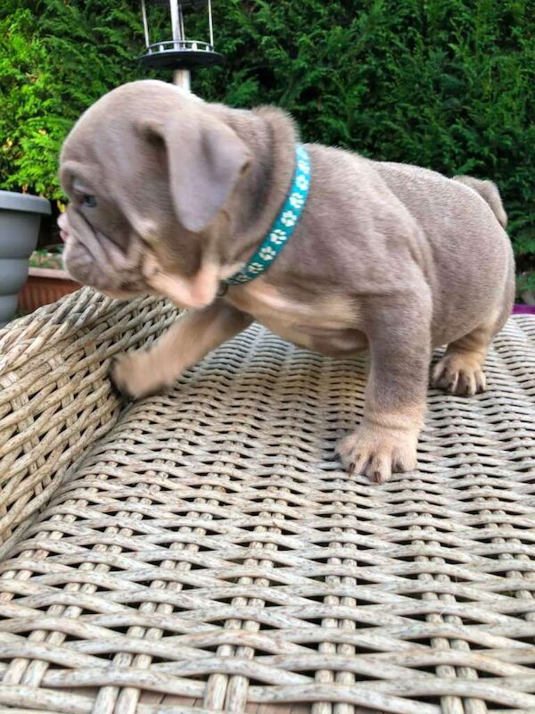 English bulldog puppied - Image 3 of 6