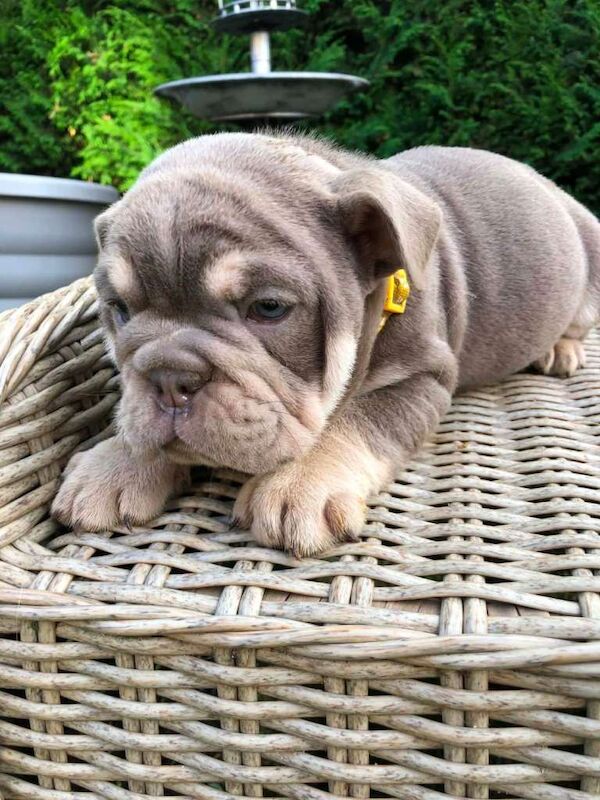 English bulldog puppied - Image 4 of 6