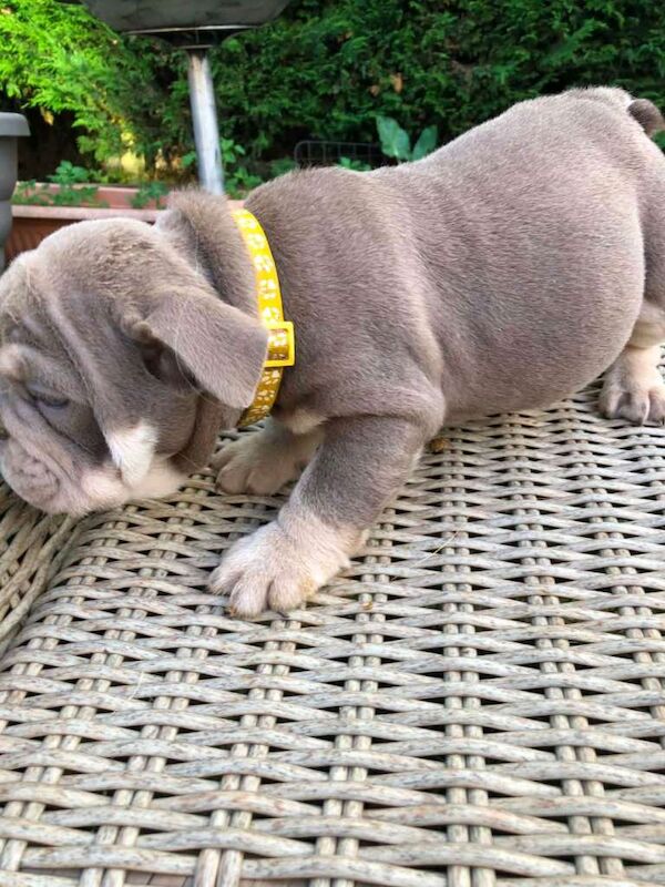 English bulldog puppied - Image 5 of 6