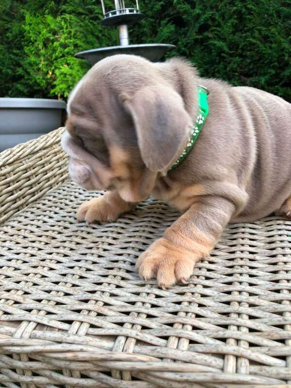 English bulldog puppied - Image 6 of 6