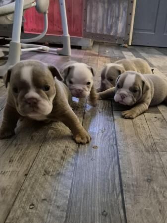 English bulldog puppies for sale in Atherstone, Warwickshire