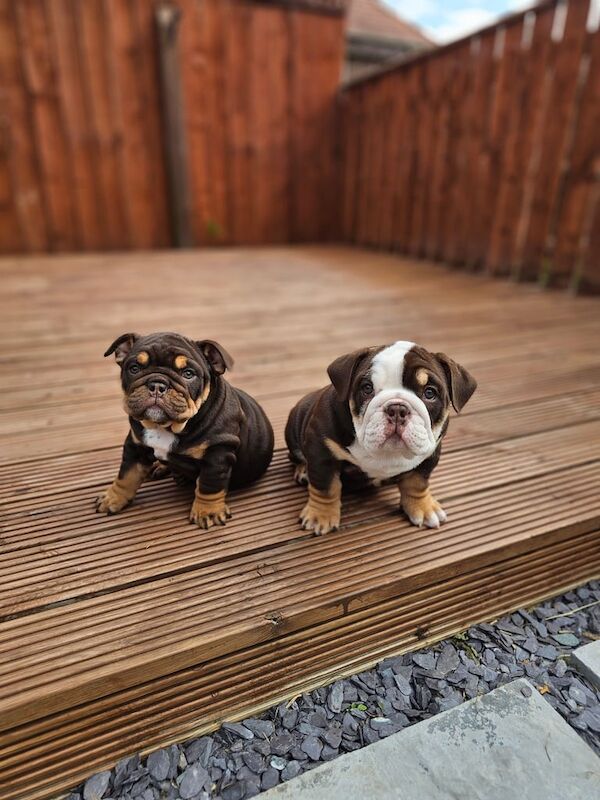 English Bulldog Puppies for sale in Sunderland, Tyne and Wear