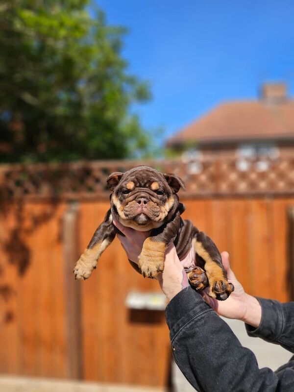 English Bulldog Puppies for sale in Sunderland, Tyne and Wear | Image 2