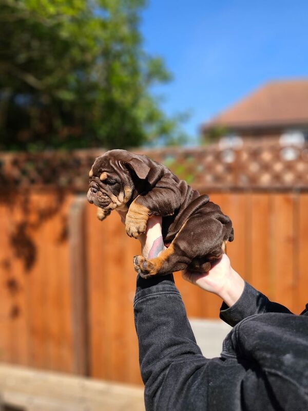 English Bulldog Puppies for sale in Sunderland, Tyne and Wear | Image 3
