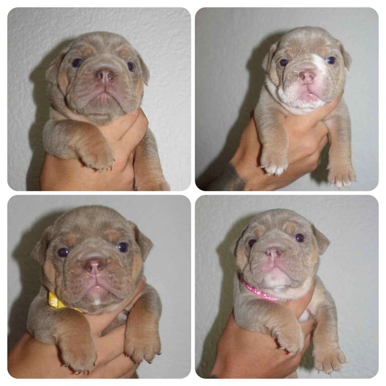 English Bulldog puppies for sale in Dundee, City of Dundee – KC registered, 4 weeks old