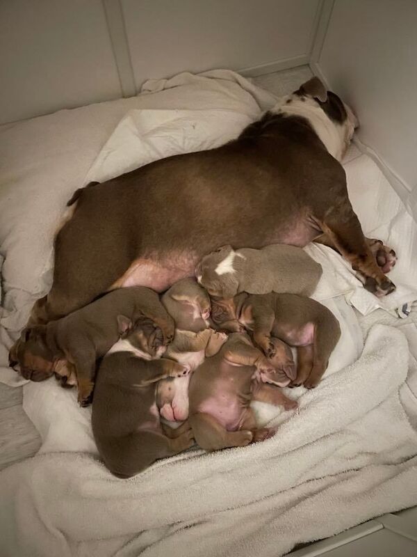English Bulldog puppies for sale in Dundee, City of Dundee – KC registered, 4 weeks old - Image 2 of 3