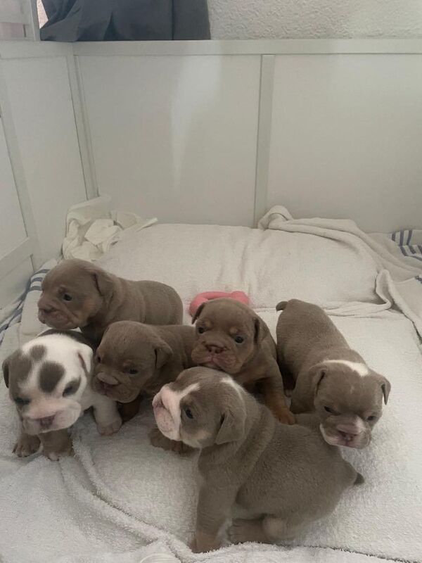 English Bulldog puppies for sale in Dundee, City of Dundee – KC registered, 4 weeks old - Image 3 of 3
