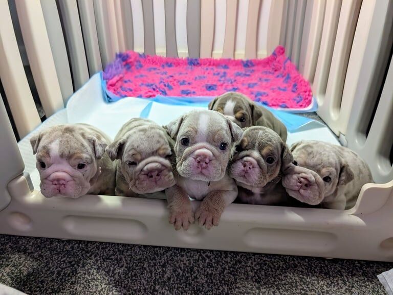 English Bulldog puppies for sale in Thurnscoe, South Yorkshire – 5 weeks old