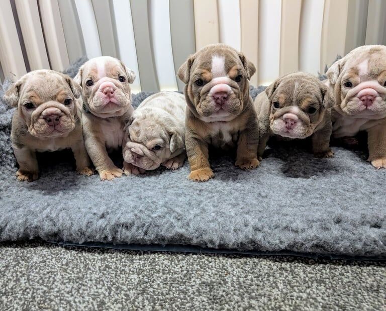 English Bulldog puppies for sale in Thurnscoe, South Yorkshire – 5 weeks old - Image 2 of 3