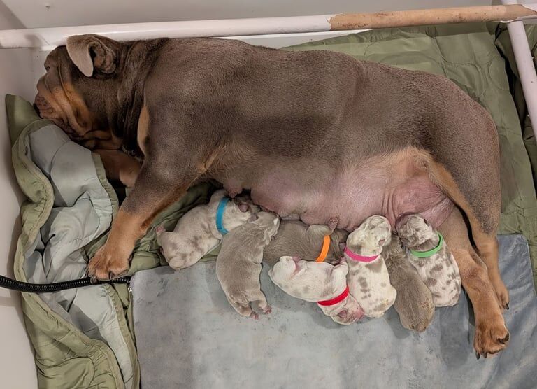 English Bulldog puppies for sale in Thurnscoe, South Yorkshire – 5 weeks old - Image 3 of 3