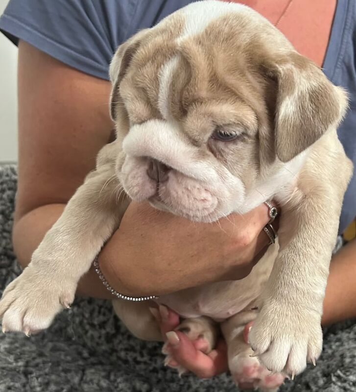English Bulldog puppies for sale in Dunfermline, Fife – 7 weeks old