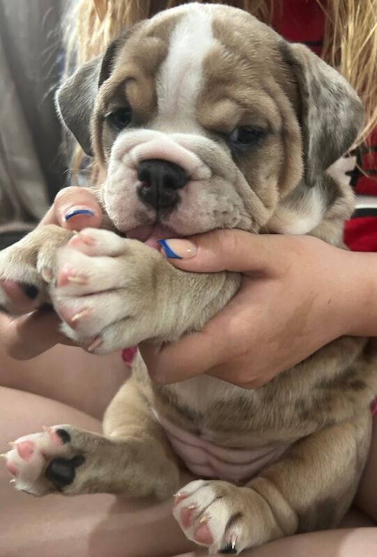 English Bulldog puppies for sale in Dunfermline, Fife – 7 weeks old - Image 2 of 3