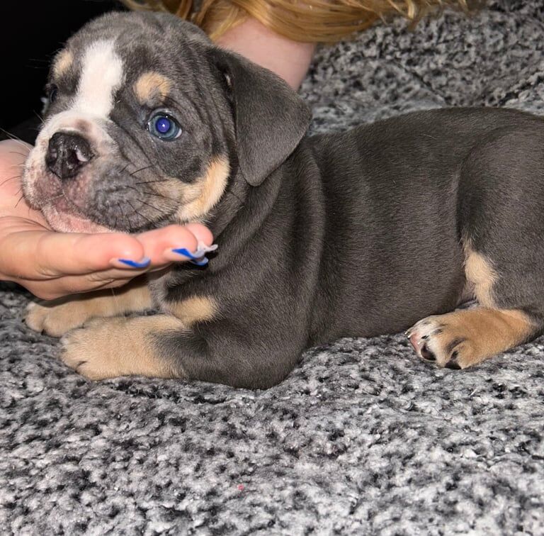 English Bulldog puppies for sale in Dunfermline, Fife – 7 weeks old - Image 3 of 3
