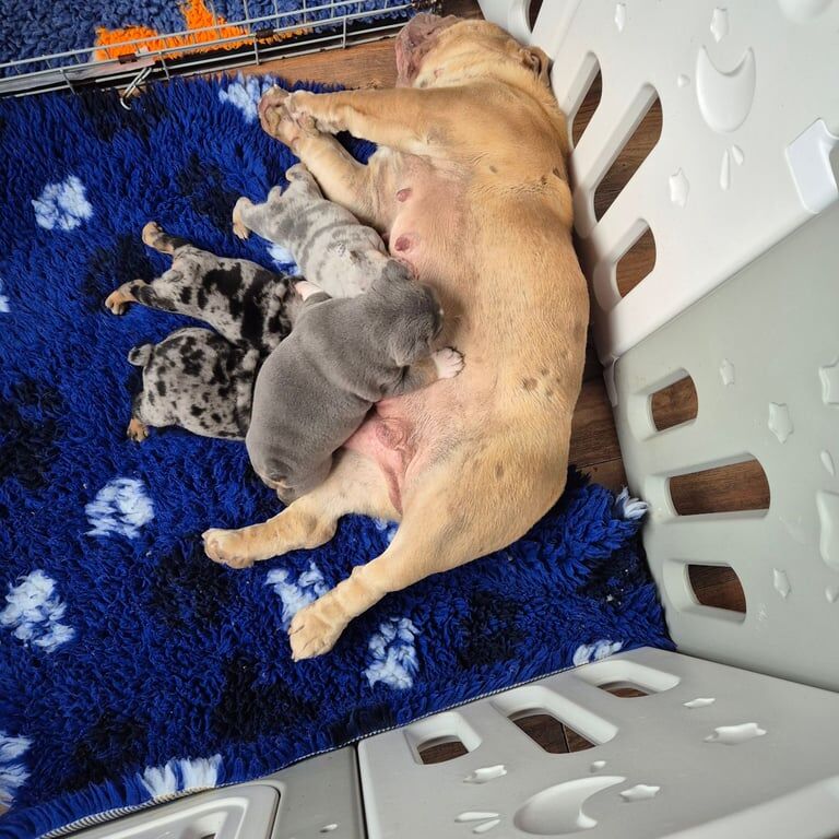 English Bulldog puppies for sale in Wigan, Greater Manchester – KC registered, 8 weeks old