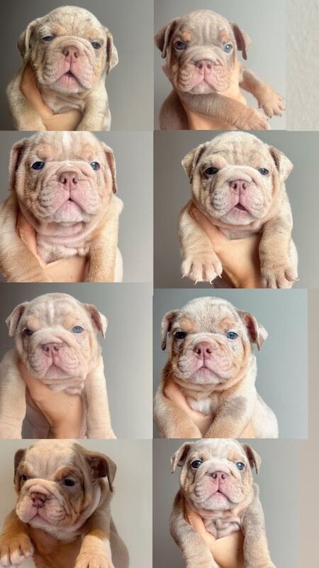 English Bulldog puppies for sale in Bournemouth, Dorset – 6 weeks old