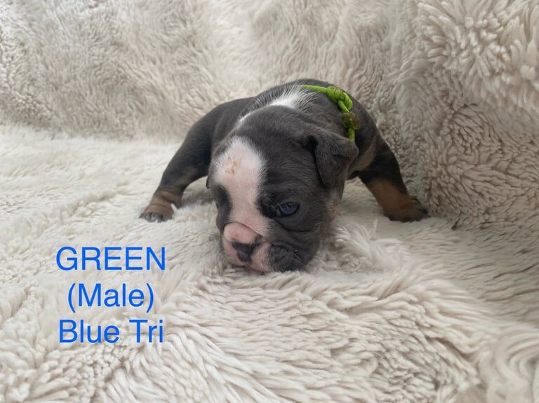 English Bulldog puppies for sale in Attleborough, Norfolk – KC registered, 4 weeks old