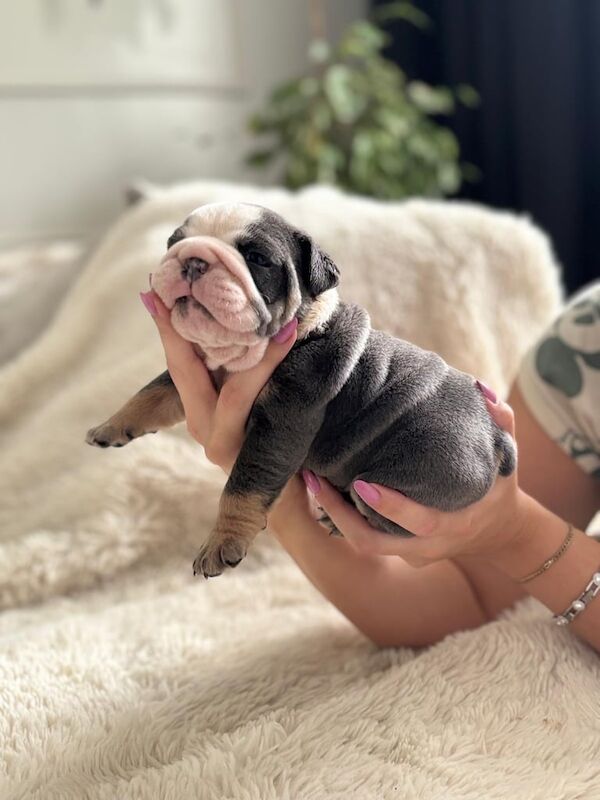 English Bulldog puppies for sale in Attleborough, Norfolk – KC registered, 4 weeks old - Image 2 of 3