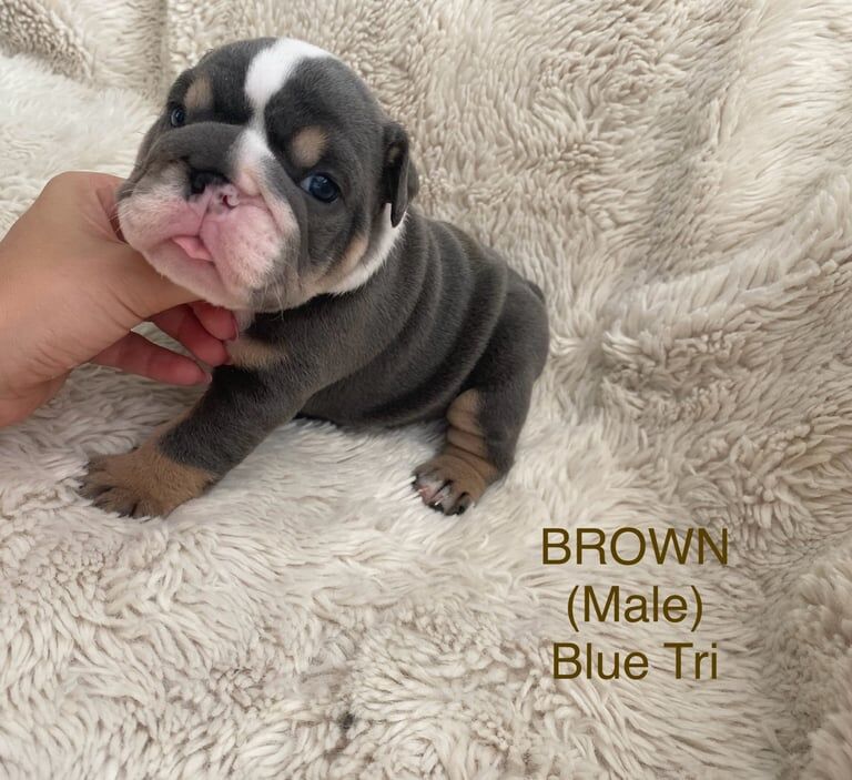 English Bulldog puppies for sale in Attleborough, Norfolk – KC registered, 4 weeks old - Image 3 of 3