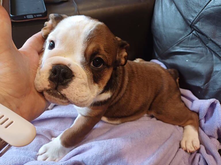 English Bulldog puppies for sale in Macclesfield, Cheshire – KC registered, 10 weeks old