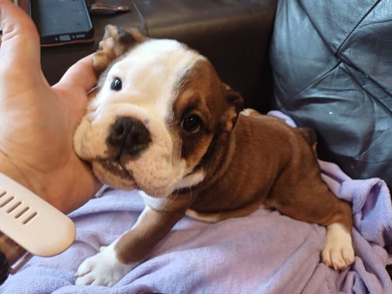 English Bulldog puppies for sale in Macclesfield, Cheshire – KC registered, 10 weeks old - Image 2 of 3