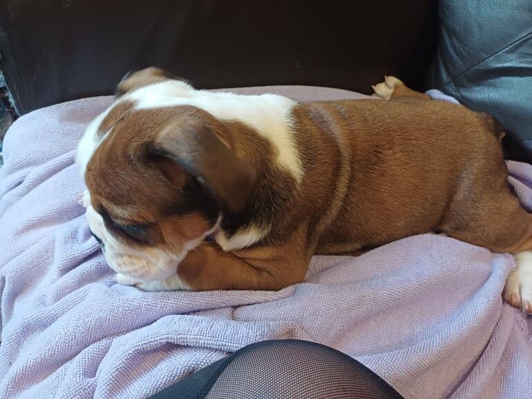 English Bulldog puppies for sale in Macclesfield, Cheshire – KC registered, 10 weeks old - Image 3 of 3