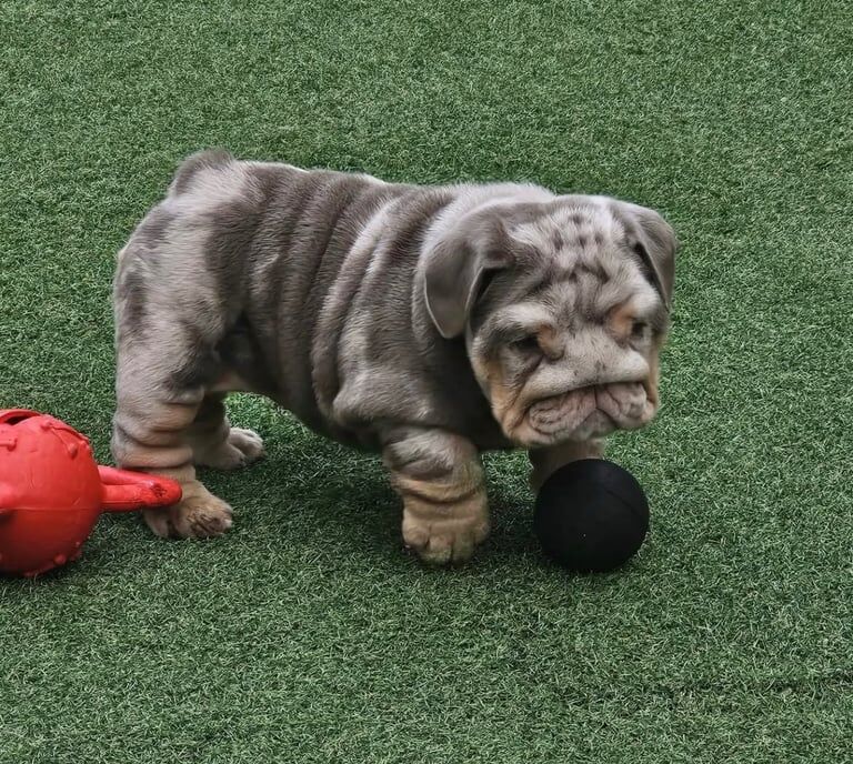 English Bulldog puppies for sale in West End, West Sussex – 7 weeks old