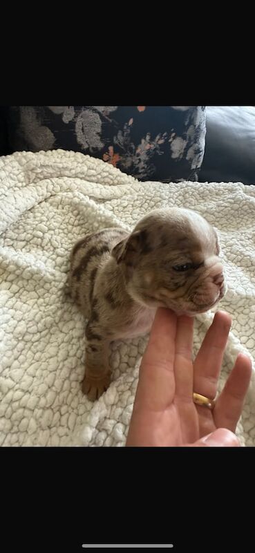 English Bulldog puppies for sale in Hillsborough, County Down – KC registered, 3 months old - Image 2 of 3