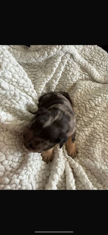 English Bulldog puppies for sale in Hillsborough, County Down – KC registered, 3 months old - Image 3 of 3