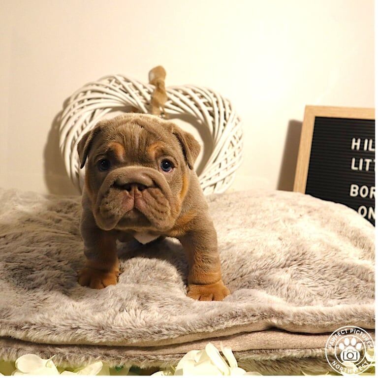 English Bulldog puppies for sale in Wirral, Merseyside – KC registered, 6 weeks old