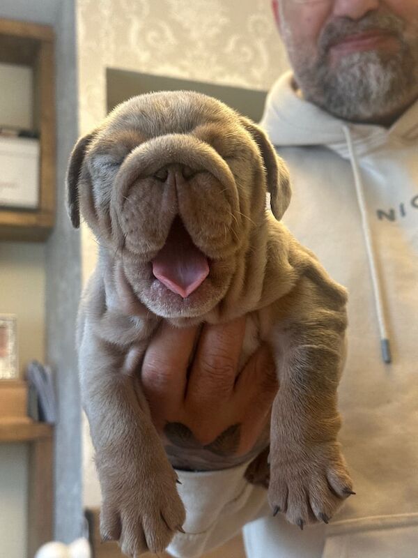 English Bulldog puppies for sale in Wirral, Merseyside – KC registered, 6 weeks old - Image 2 of 3