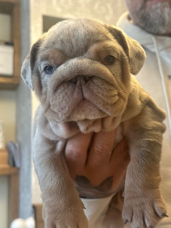 English Bulldog puppies for sale in Wirral, Merseyside – KC registered, 6 weeks old - Image 3 of 3