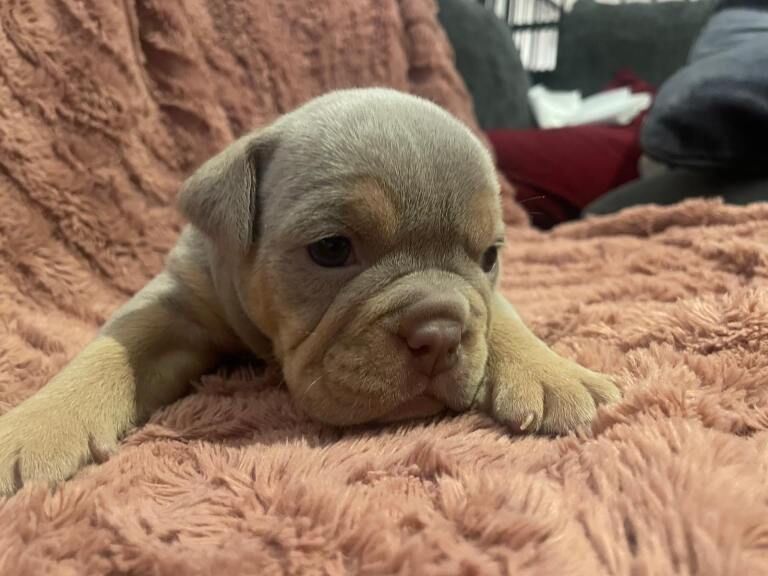 English Bulldog puppies for sale in Norwich, Norfolk – 4 weeks old