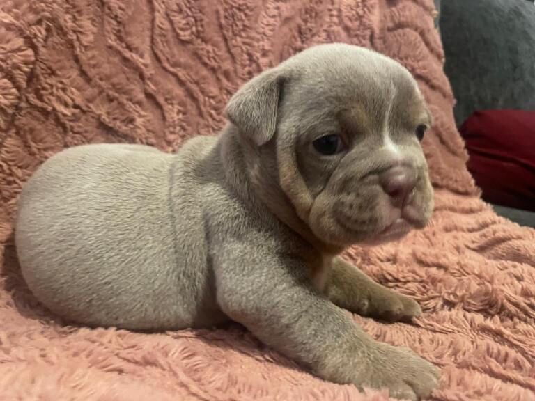 English Bulldog puppies for sale in Norwich, Norfolk – 4 weeks old - Image 2 of 3