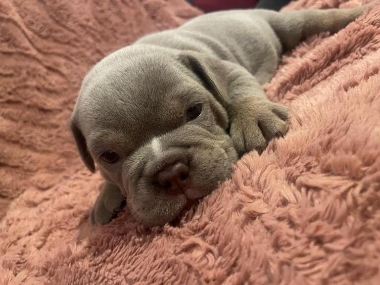 English Bulldog puppies for sale in Norwich, Norfolk – 4 weeks old - Image 3 of 3